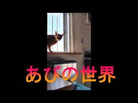 ネコ動画あび＃2758　あびの毎日　アビシニアン　あび