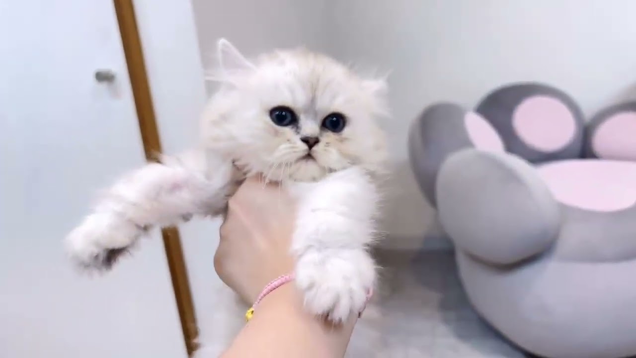 ペルシャ（チンチラ） おとなしい男の子！！！