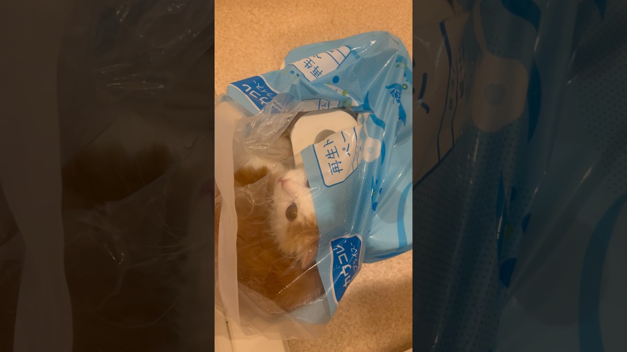 お風呂から出てびっくり #cat #ラガマフィン #ragamuffin #猫