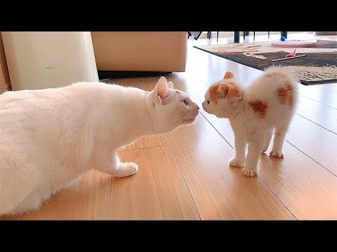 【総集編】姉猫と子猫の出逢いをまとめました