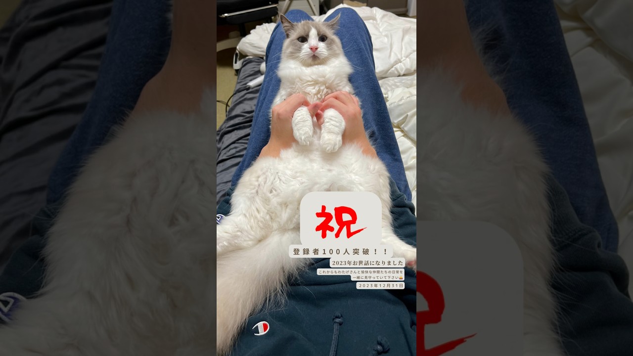【ラグドールのわたげ】2023年の愛猫まとめ#shorts #猫 #ラグドール #大晦日