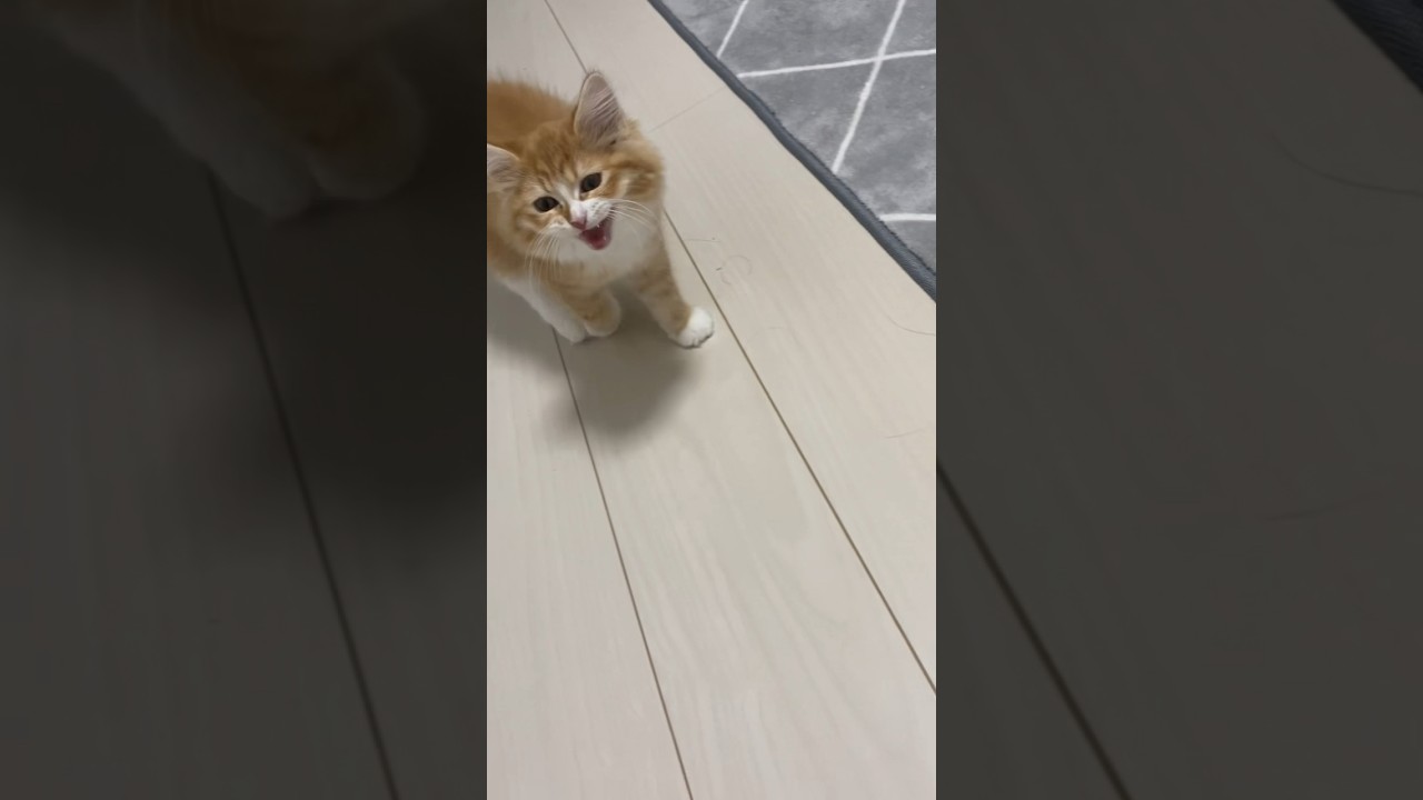 【サイベリアンの子猫】生後3ヶ月のシシの鳴き声 #cat #siberian #ねこ #siberiancat #子猫 #サイベリアン #cutecat #short #shorts