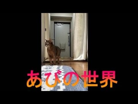 ネコ動画あび＃2754　あびの毎日　アビシニアン　あび
