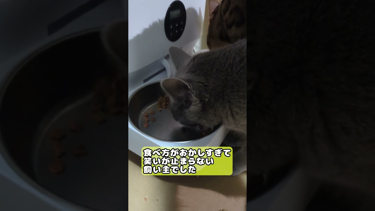 【猫】クロス食べ #cat #kawaii #ベンガル #ロシアンブルー #交差　#なぜ