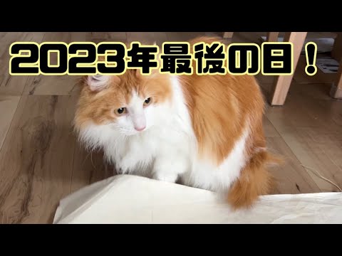 2023年最後の日の猫【マリー（メインクーン）】
