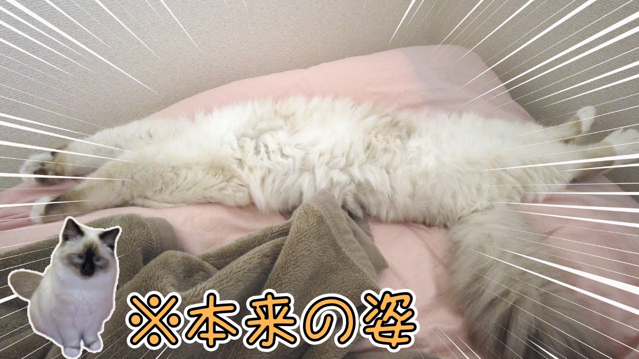 寝相のクセ強すぎて原形とどめてない子猫。【バーマン】