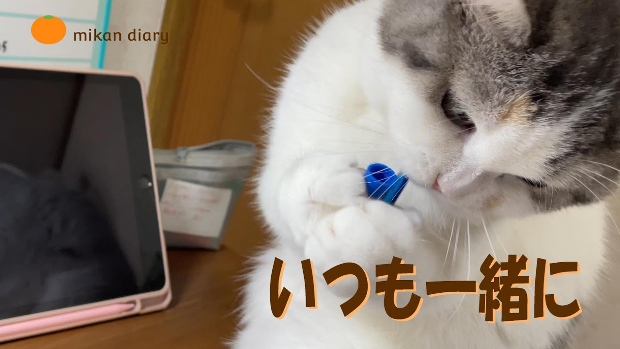 【スコティッシュフォールド】いつでも一緒に　そばで過ごすのが好きな猫