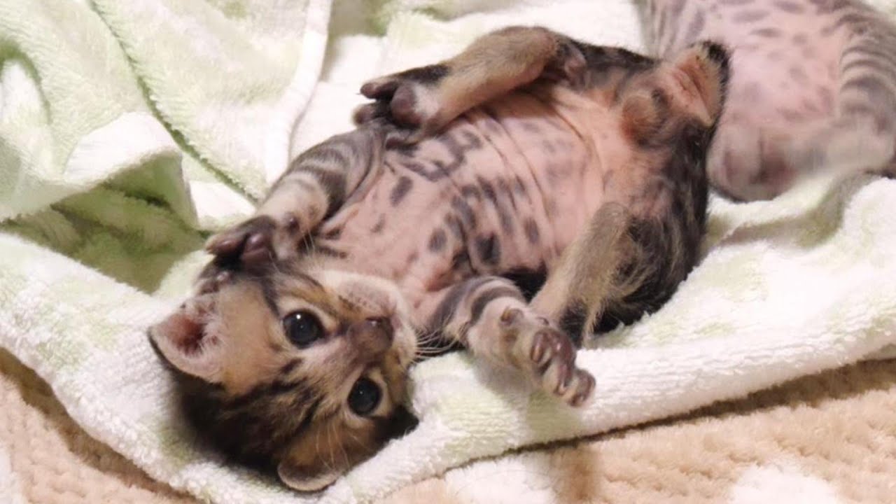ミルクを飲み過ぎて動けなくなってしまった子猫【赤ちゃん猫　保護猫】