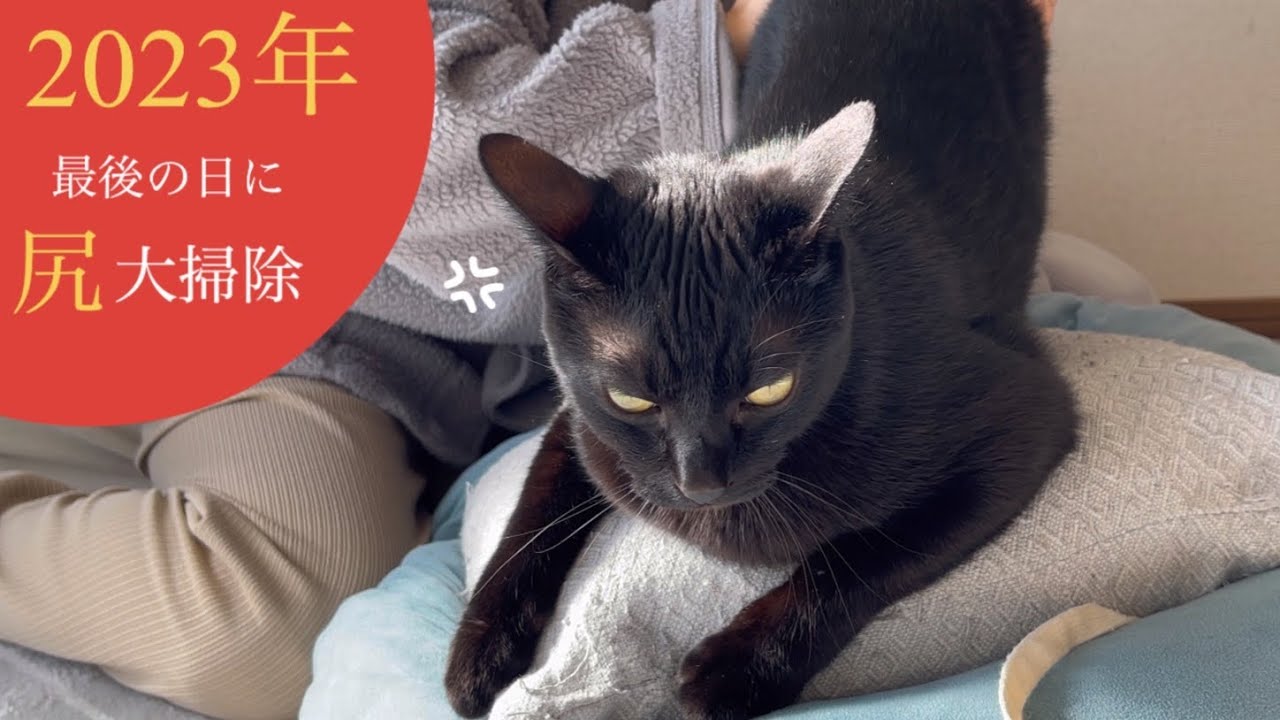 年の瀬に汚尻をきれいきれいされてしまったクロちゃん