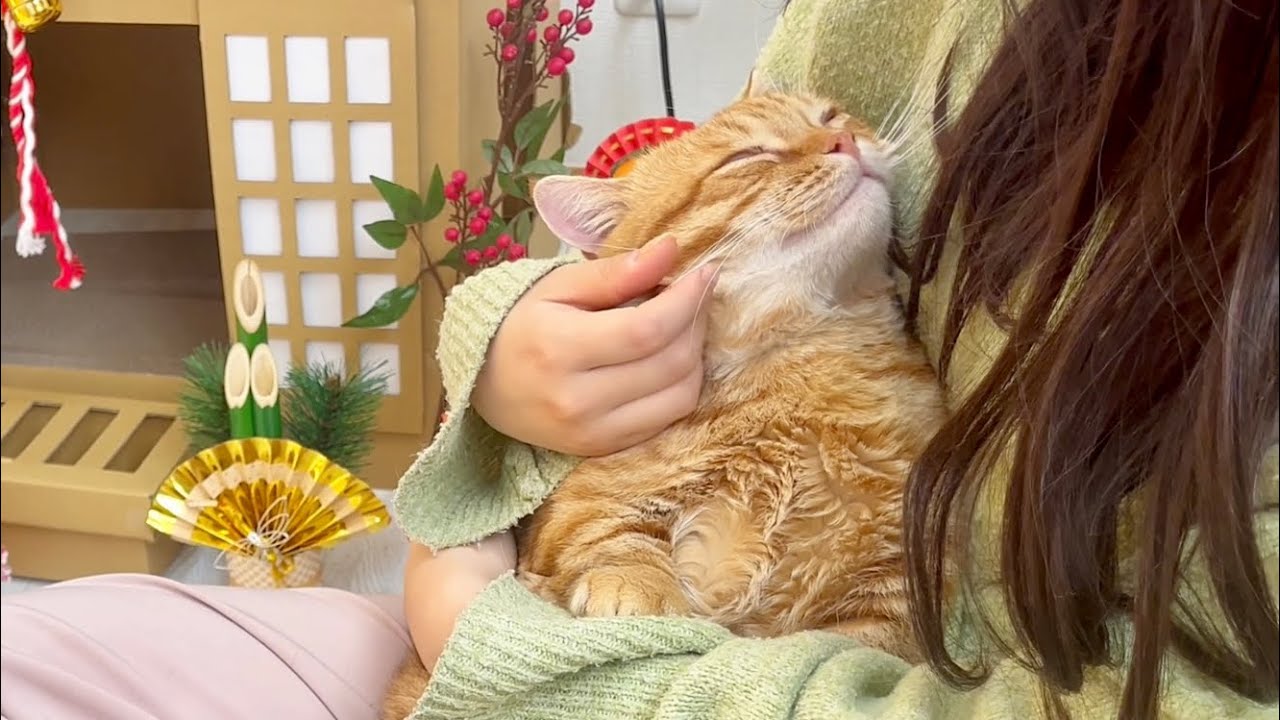 ぽちゃ『あけましておめでとうございます！むにゃむにゃ...』 #猫 #マンチカン