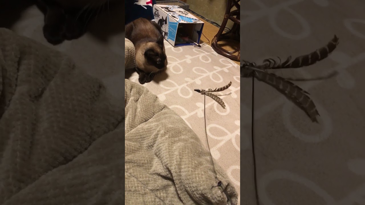 もうオモチャに興味を示さなくなったシャム猫
