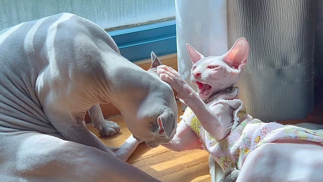 塩対応されても妹猫のことが大好きな毛のない兄猫【スフィンクス猫】
