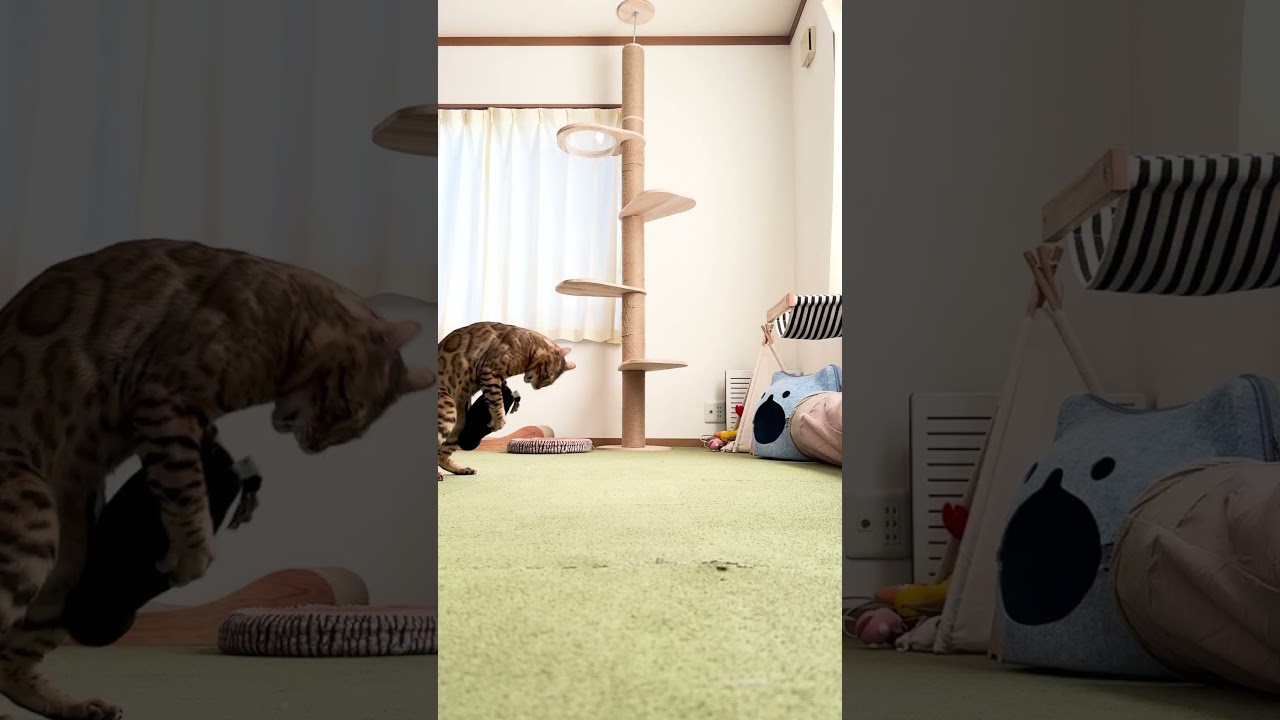 ぬいぐるみキャッチを練習して上手くなった猫 #shorts #ベンガル #猫