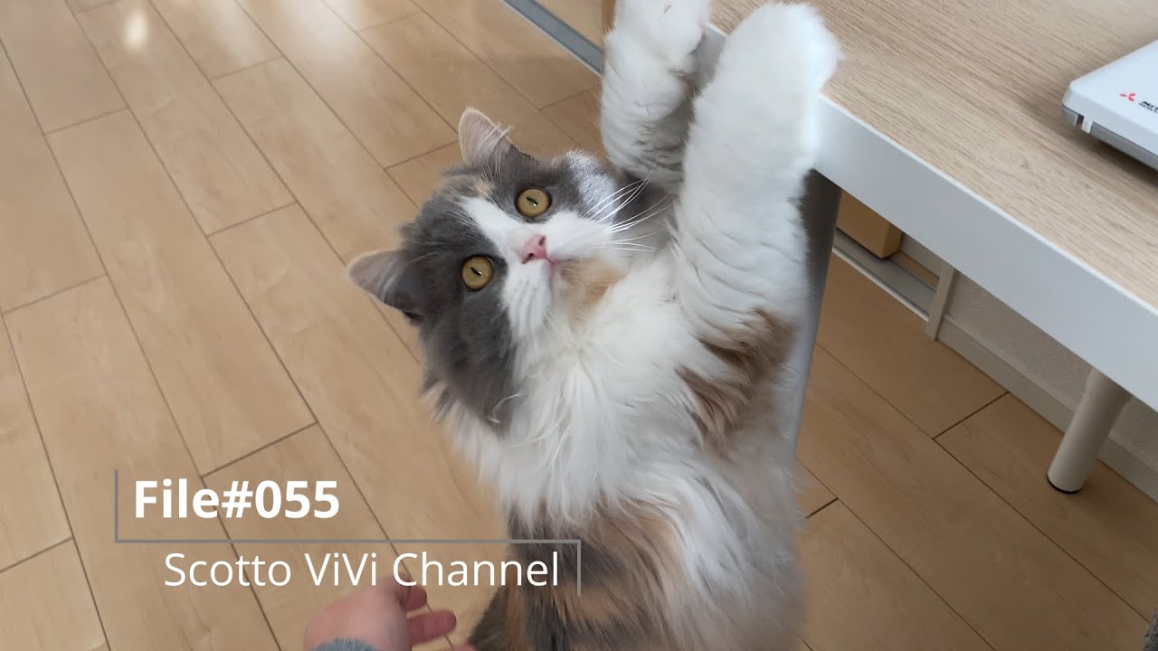 File#055〜飼い主と全然遊び足りない長毛スコティッシュフォールド〜