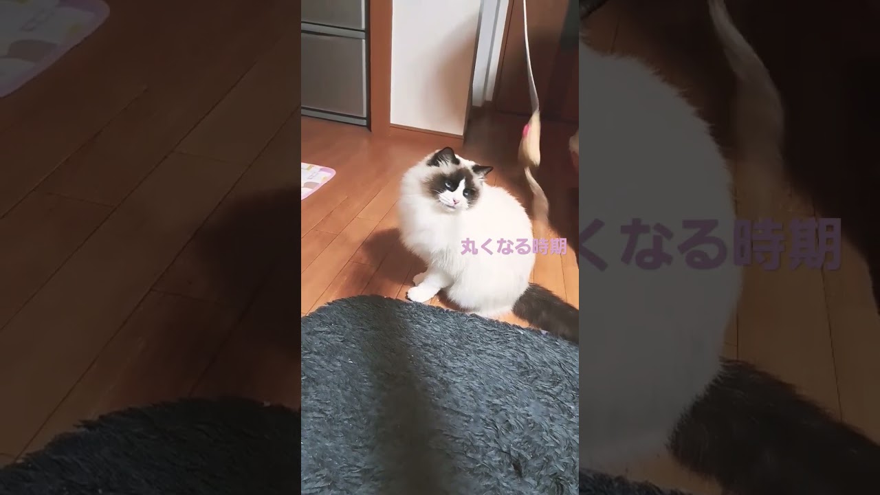 猫と遊ぼう🐈️ネズミのおもちゃ🐁#ラグドール #猫のいる生活 #猫のいる毎日 #可愛いネコ #ショート #猫遊び