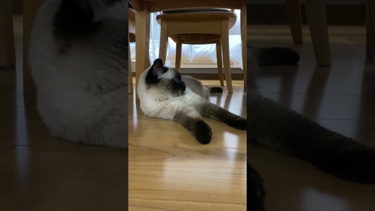 【2023.12.29】今日のシャム猫のふくさん（音無し）【たぬき猫】 #shorts