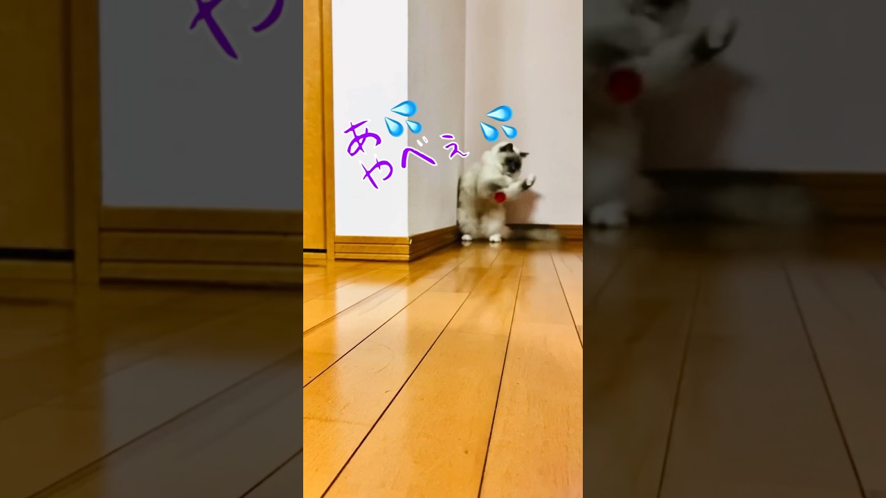 【anela】配達猫#ラグドール #ねこのいる生活 #shorts