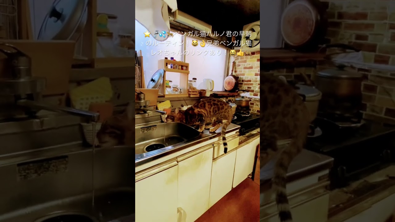 #猫#ベンガル猫#Bengal cat#short ★ベンガル猫のハルノ君！早朝のルーティン！目指せ４０万人（笑）（２０２３１２２３ー２）＊🐆兄弟猫のレオちゃんは、tanabata77様へ！↷