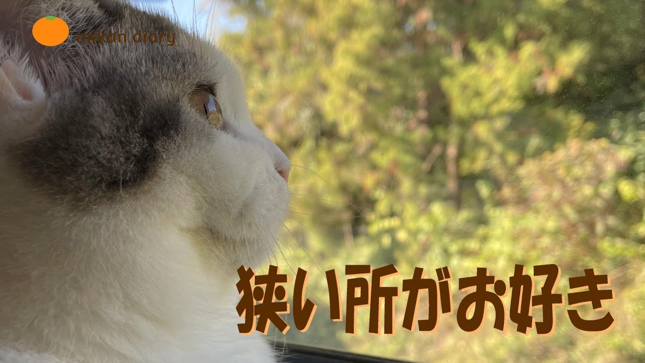 【スコティッシュフォールド】狭い所が好きなみかん　挟まるのも好き？