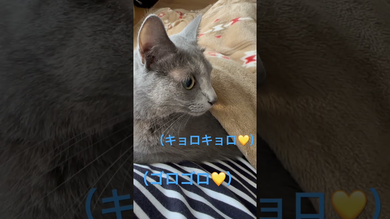 ゴロゴロ💛キョロキョロ💛な猫（ロシアンブルー）#shorts