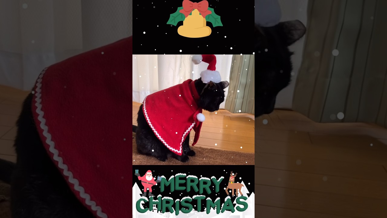 Merry Christmas🎄⛄️#shorts #猫#黒猫#キジトラ#ソマリ