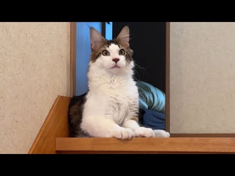 実家に里帰りした猫が冒険を始めました