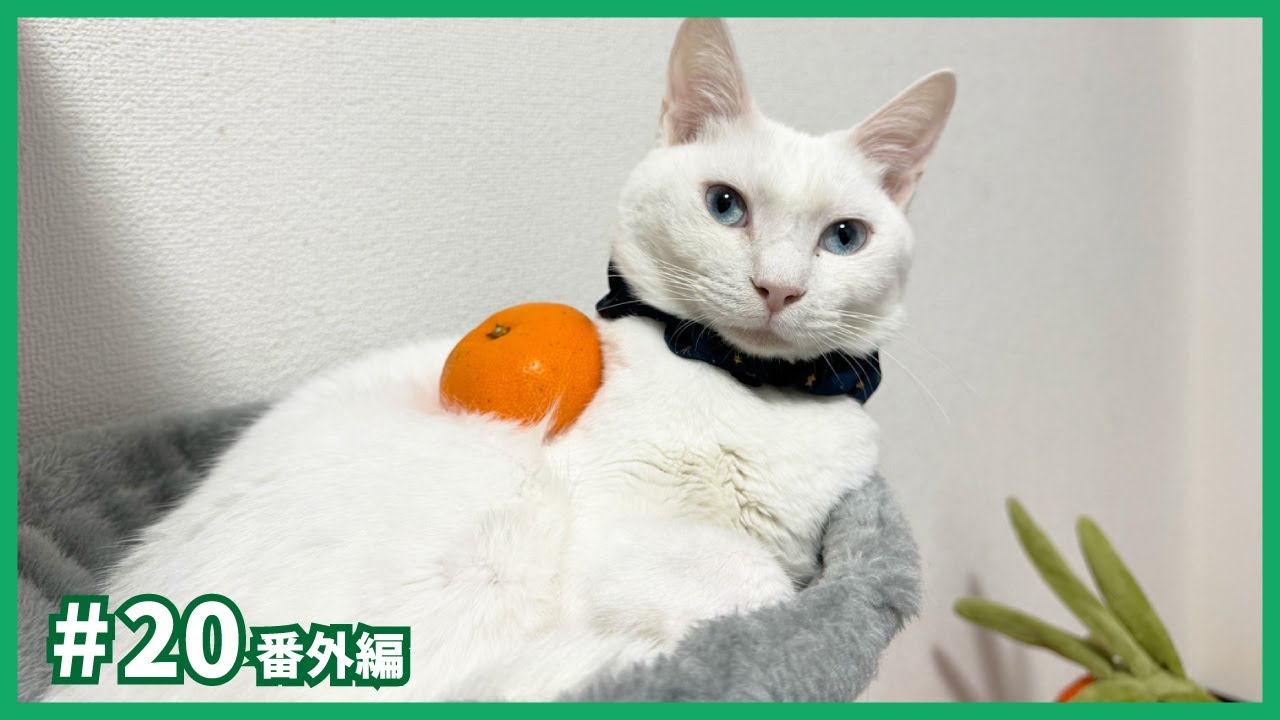【保護猫】可愛い子猫と一緒に大掃除。大晦日はバタバタしながら、まったり子猫に癒されます。よいお年を！【ねこせんチャンネル・番外編20】