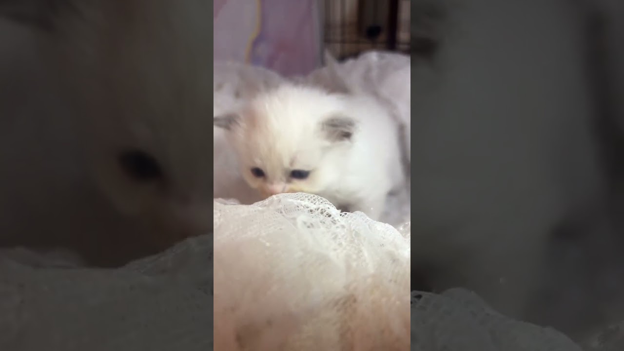 ラグドール 唯一のブルーポイントバイカラーの女の子🎀