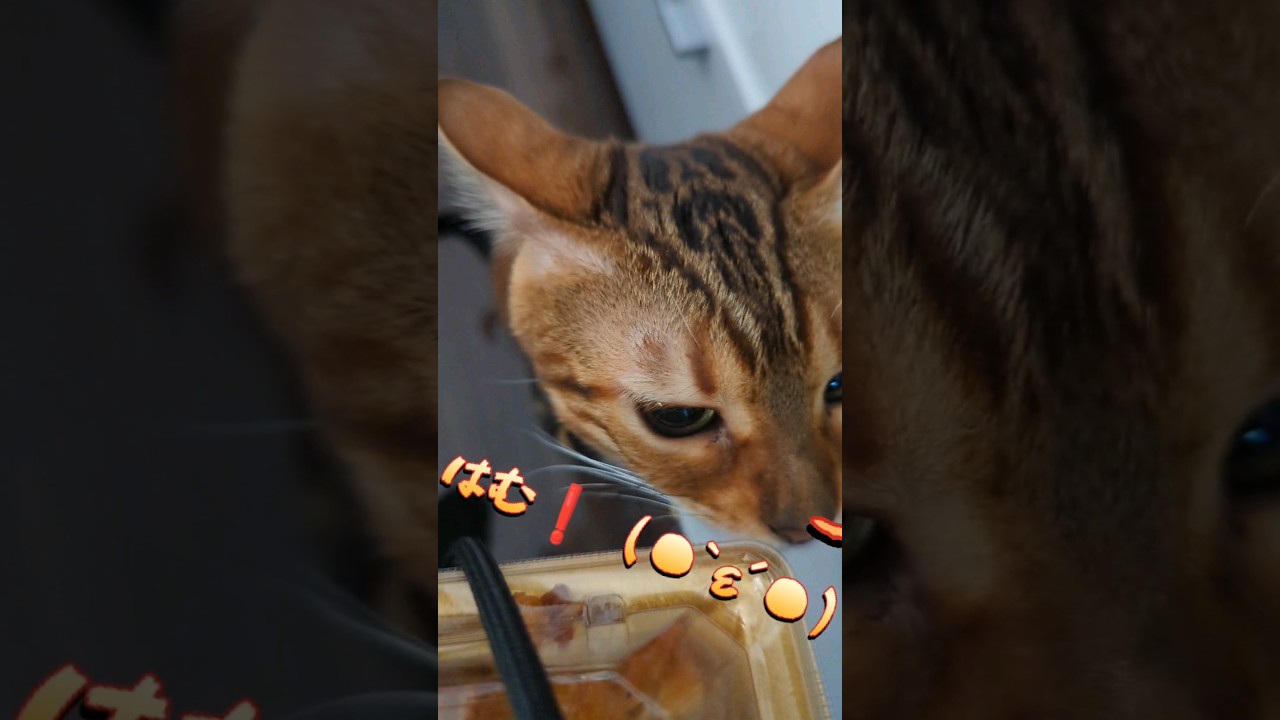 トラ猫ベンガルにそのご飯を、よこせ！！（●｀ε´●）われが食べてやるぞ　#cat #うり #ねこ #youtube #shorts