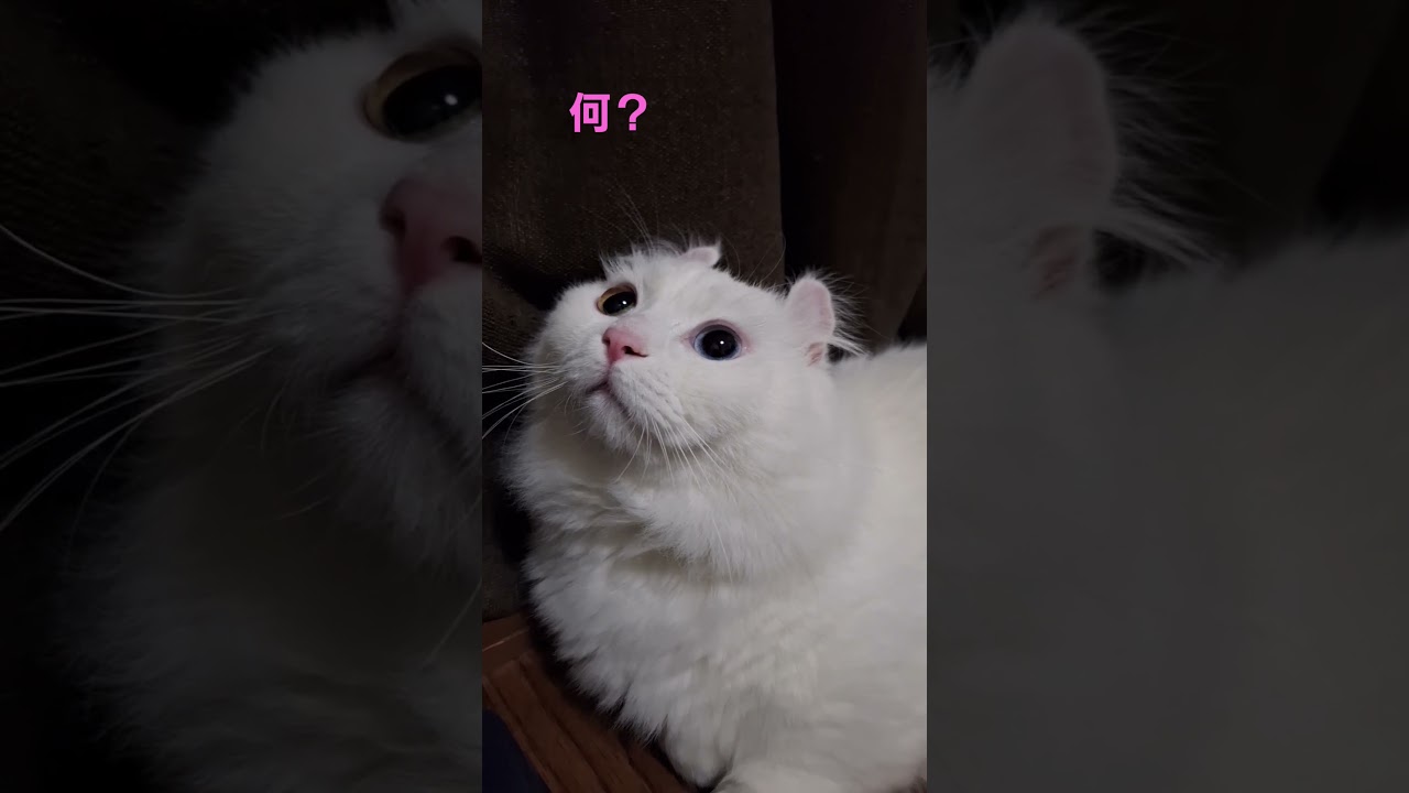 【オッドアイ幸せを呼ぶ猫】何か気になるなラビちゃん#猫#cat#白猫#キンカロー#shorts