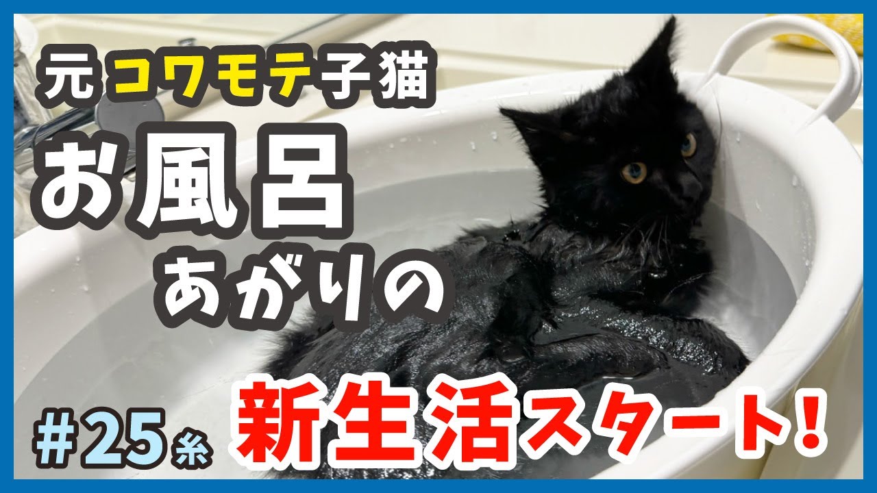【威嚇猫 保護】保護した子猫はぐっでグデの甘えん坊‥。可愛いトロけ具合に癒し満点！【もふもふ兄弟・糸25】/cat and police