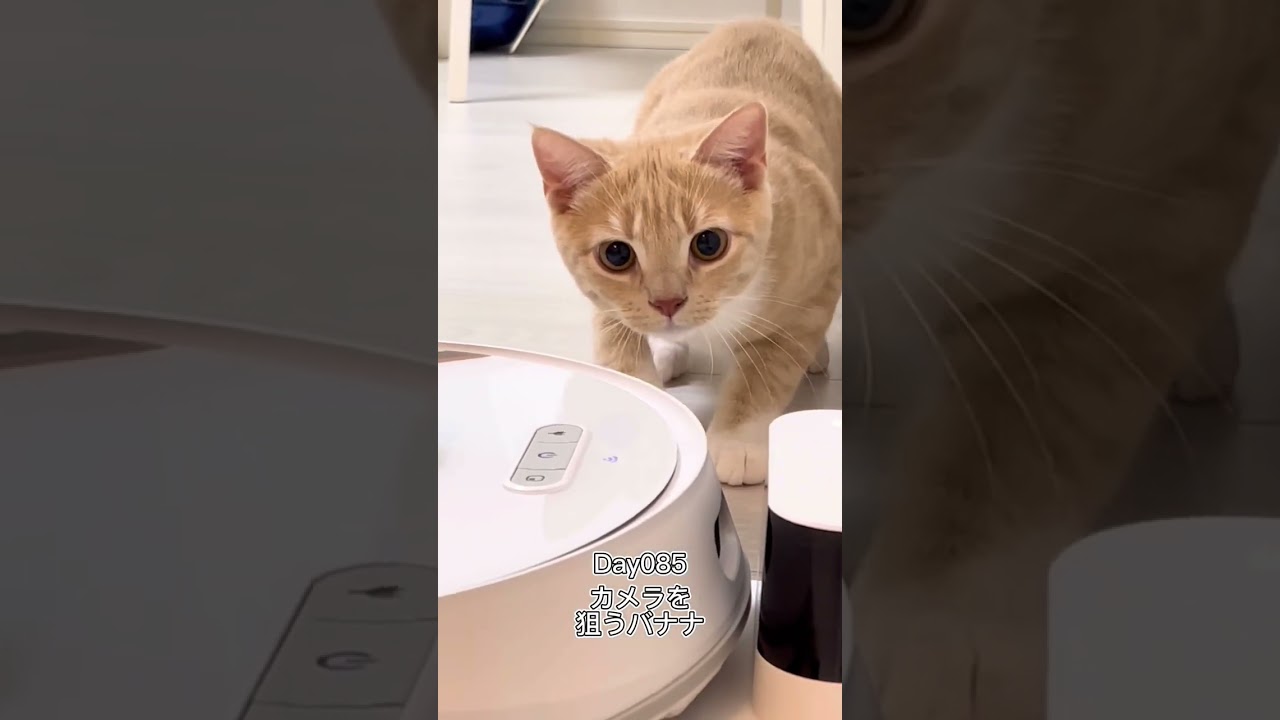カメラを狙うバナナ #shorts #猫 #子猫 【マンチカン×サイベリアン】
