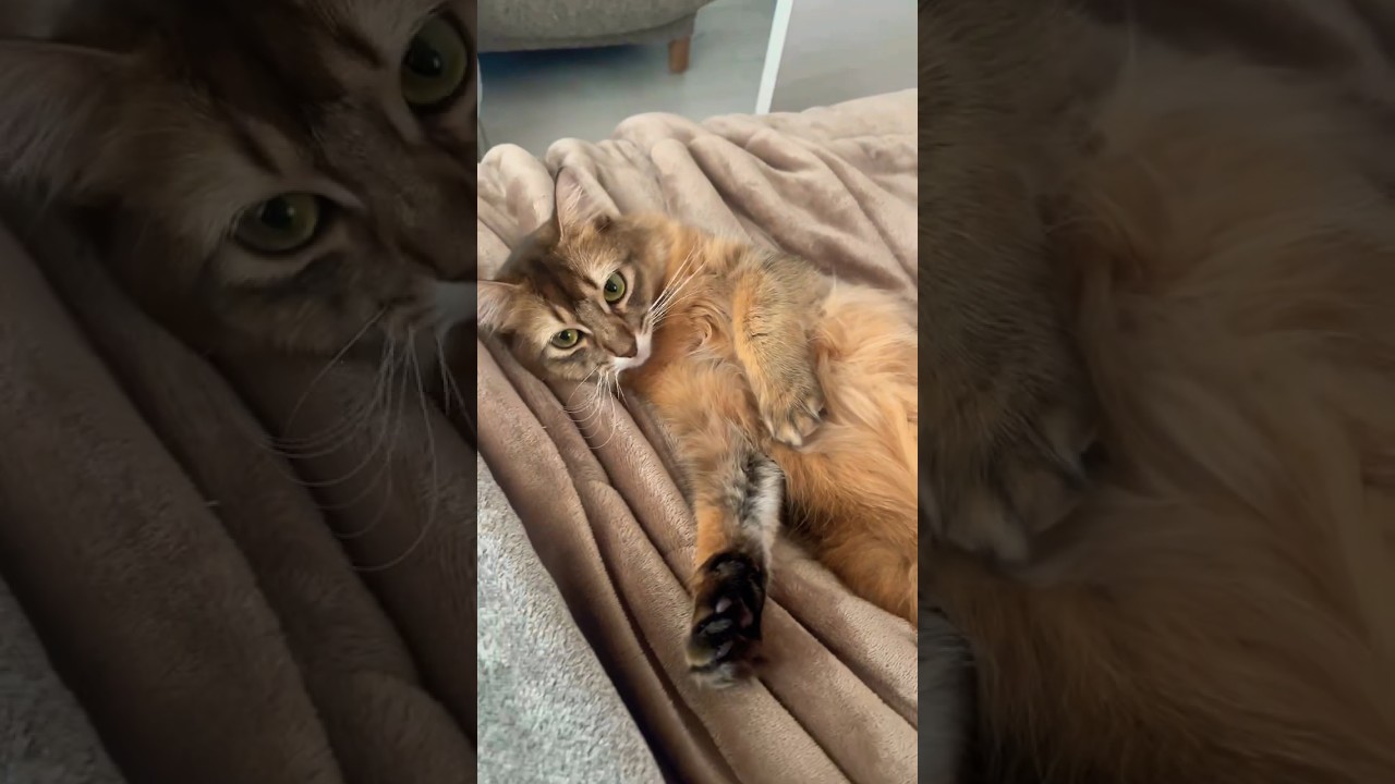 猫の可愛い嫉妬 #ロシアンブルー #ソマリ #猫の多頭飼い