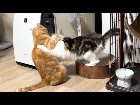 兄猫と妹猫のじゃれあいから喧嘩になる瞬間を捉えましたww