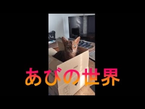 ネコ動画あび＃2793　あびの毎日　アビシニアン　あび