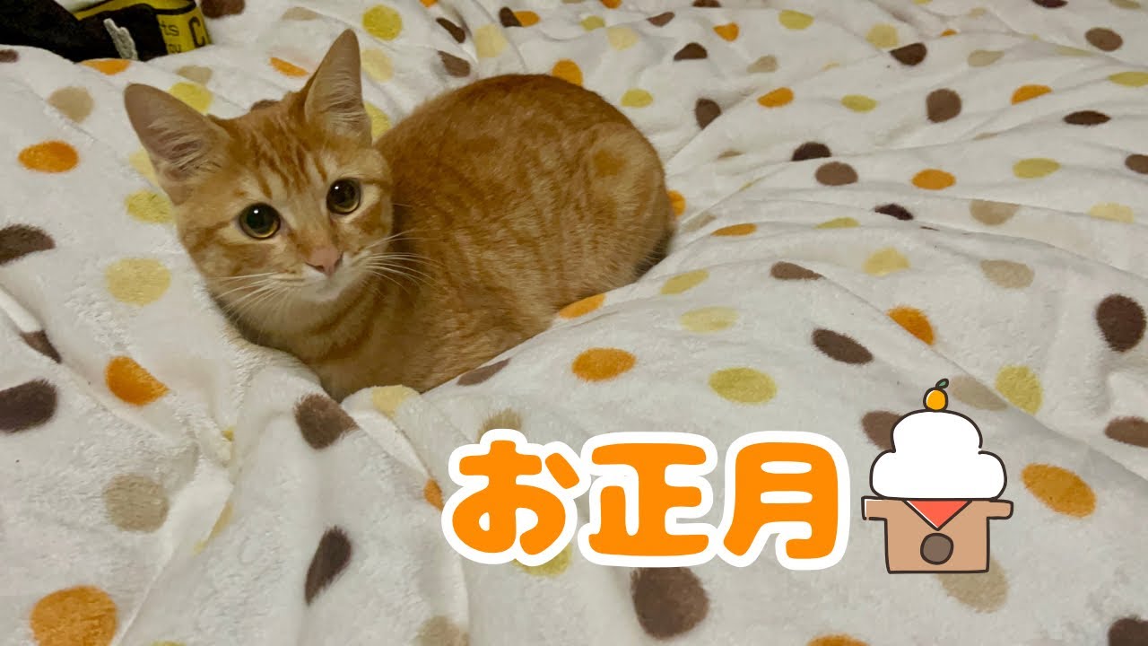 【保護猫】茶トラの子猫と初めてのお正月を迎えました