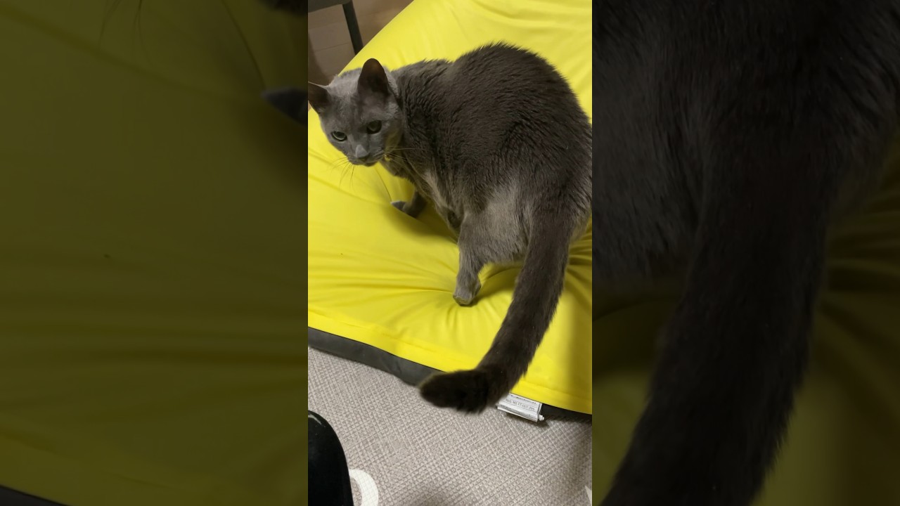 Yogibo掘り_20231220 #shorts #cat #猫 #ロシアンブルー