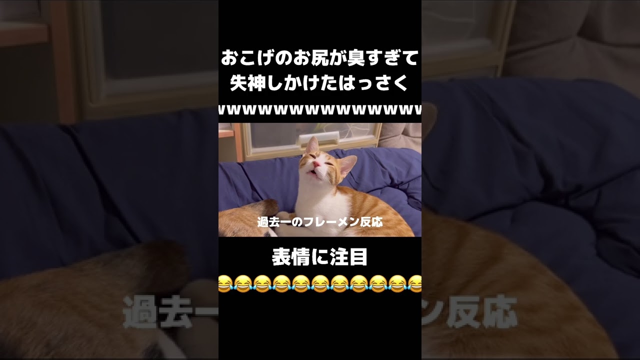 姉猫のお尻が臭すぎて気絶しかけた猫がおもしろすぎた#shorts #保護猫 #猫