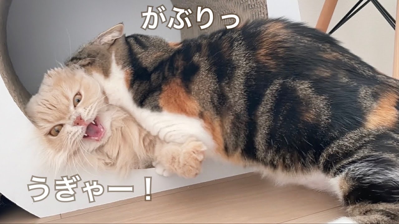 縄張り争いで揉める猫たち【マンチカン】【スコティッシュフォールド】