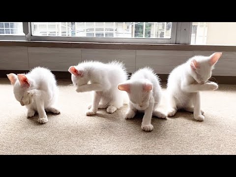 食後の子猫たちが可愛い