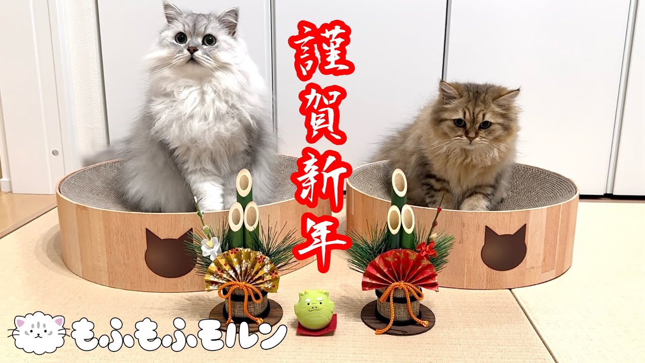 もふもふ猫兄妹のお正月2024 【サイベリアン】