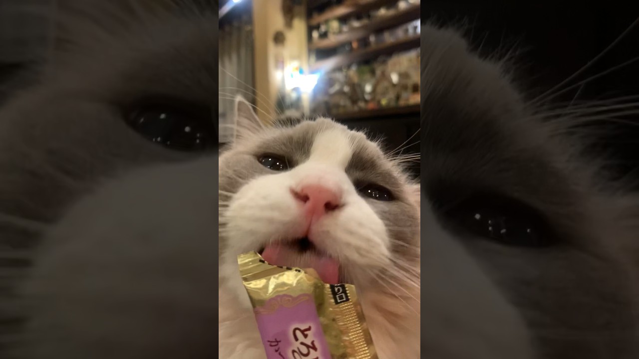 エンドレスぺろぺろのラグドール猫さん #ねことよちよち #猫動画 #shorts