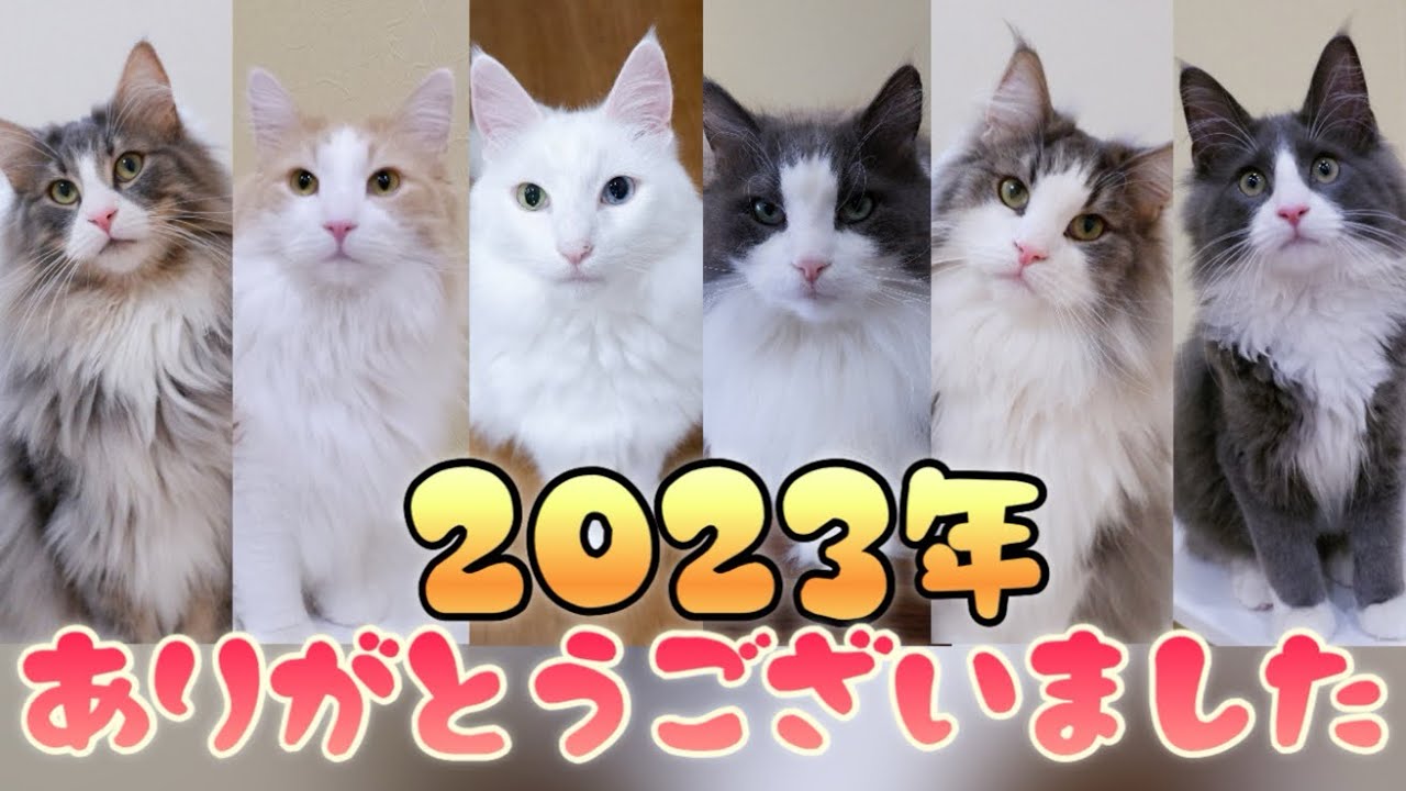 【2023】今年もありがとうございました💖もふ猫familyの1年を振り返ってみた！！