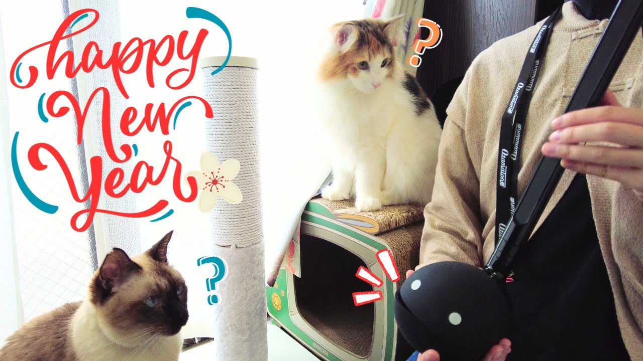 【2024】あけましておめでとうございます【保護猫/シャム猫/シャムミックス＆北欧猫/ノルウェージャンフォレストキャット】