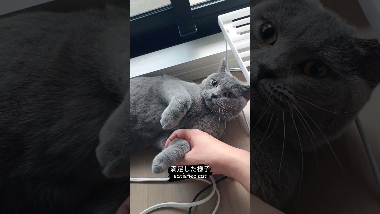 甘えたいシャルトリューのこてつ(Chartreux Kotetsu is spoiled)