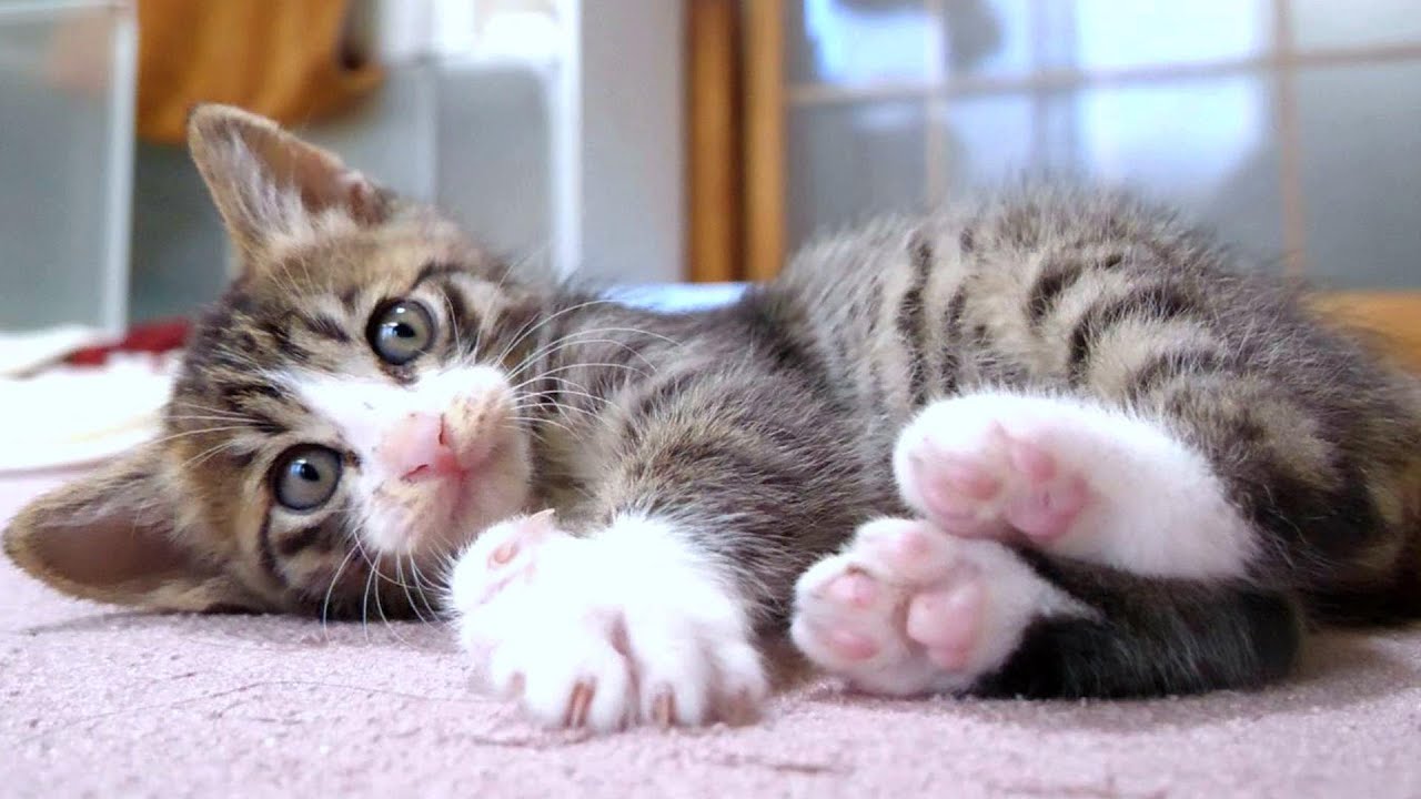 子猫たちがカメラ目線で大きな声でニャーニャーと訴える訳は？【保護猫　赤ちゃん猫】