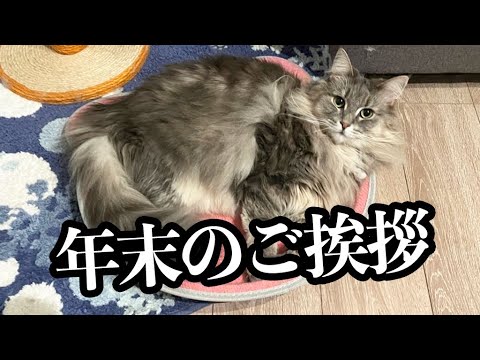 飼い主から年末のご挨拶です。ノルウェージャンフォレストキャット