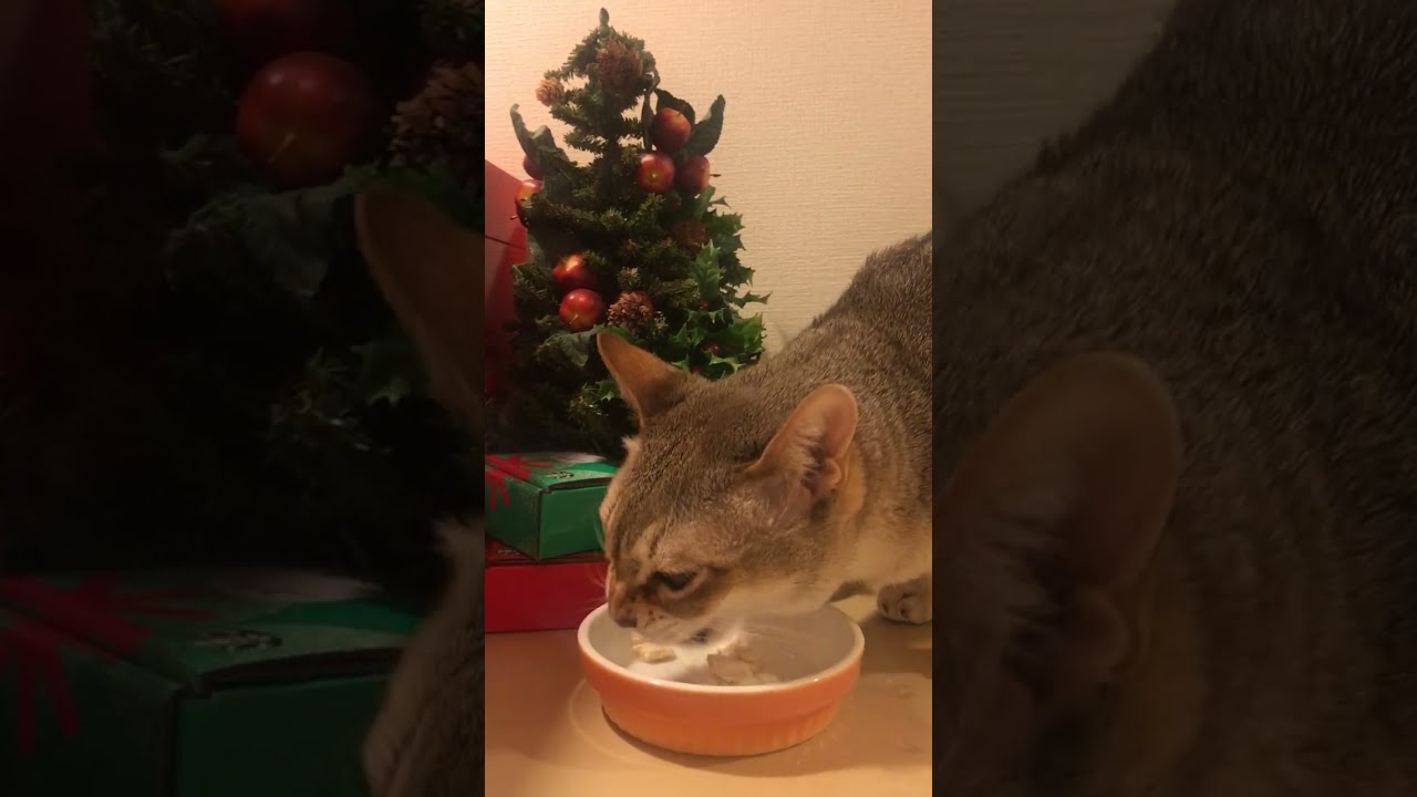 クリスマスなのでとりあえずチキンを食べるシンガプーラなのにゃ♪ #cat #シンガプーラ#singapura