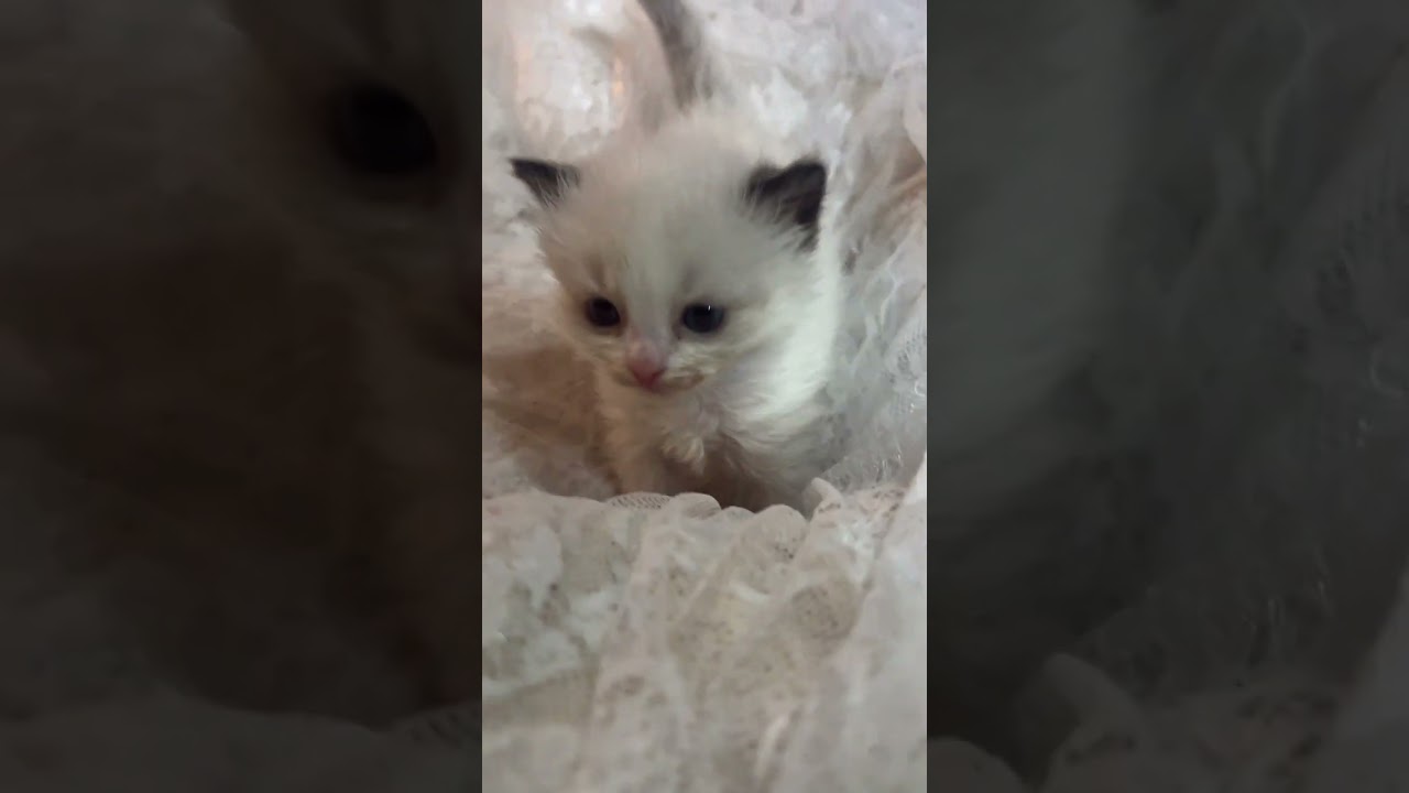 ラグドール 大きなお目々で美しいお顔立ち💕シールポイントバイカラーの女の子❣️