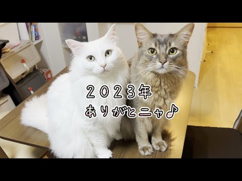不仲なネコのたまーに仲良しな姿♥